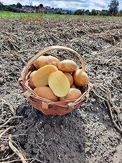 Bandejas para patatas fritas